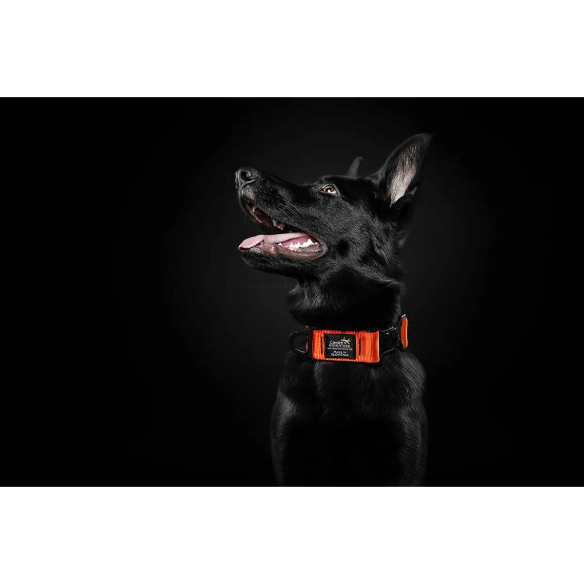 Collare per cani con chiusura magnetica 40 mm