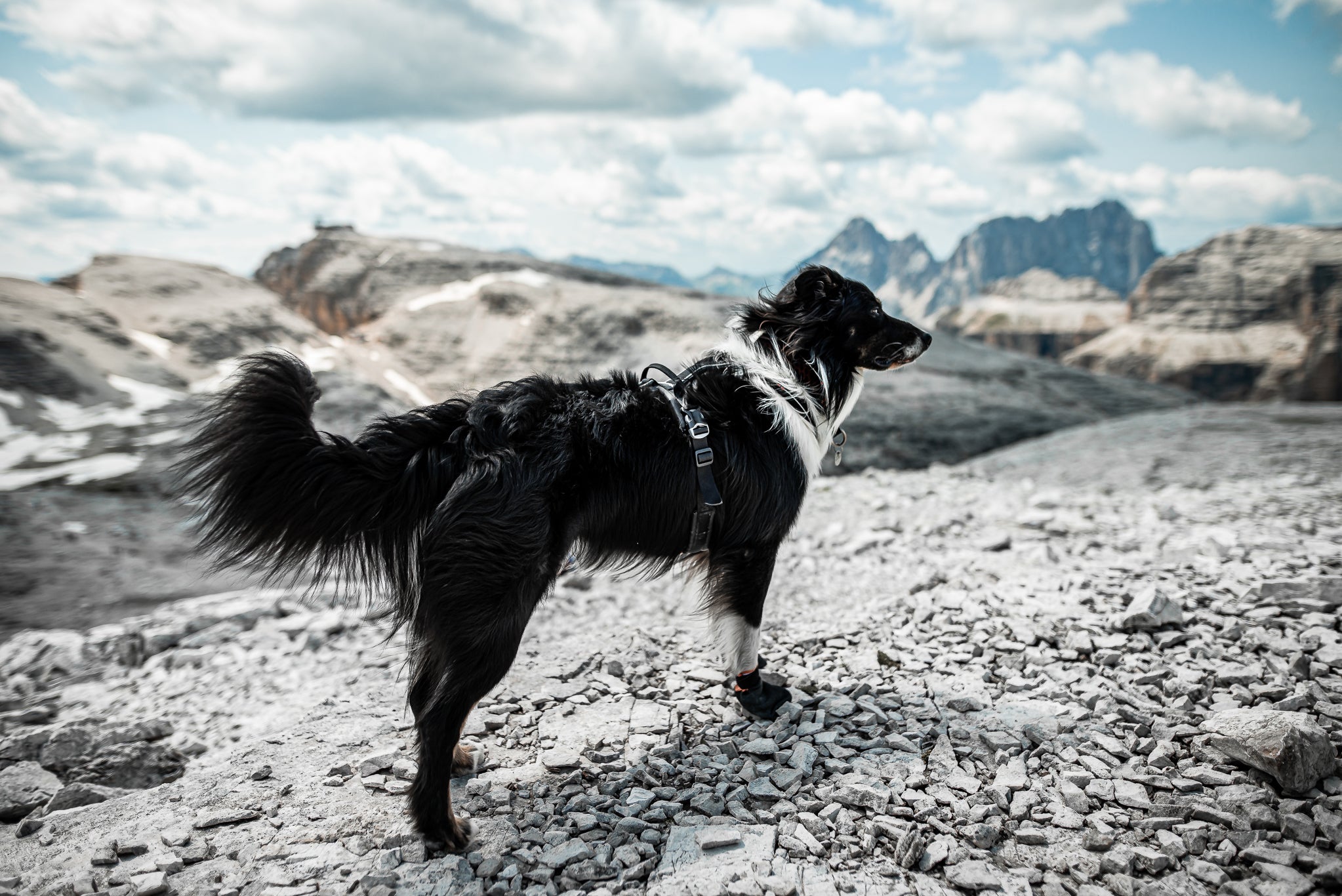 Protector Bootie High – Protezione Avanzata per le Zampe dei Cani Attivi