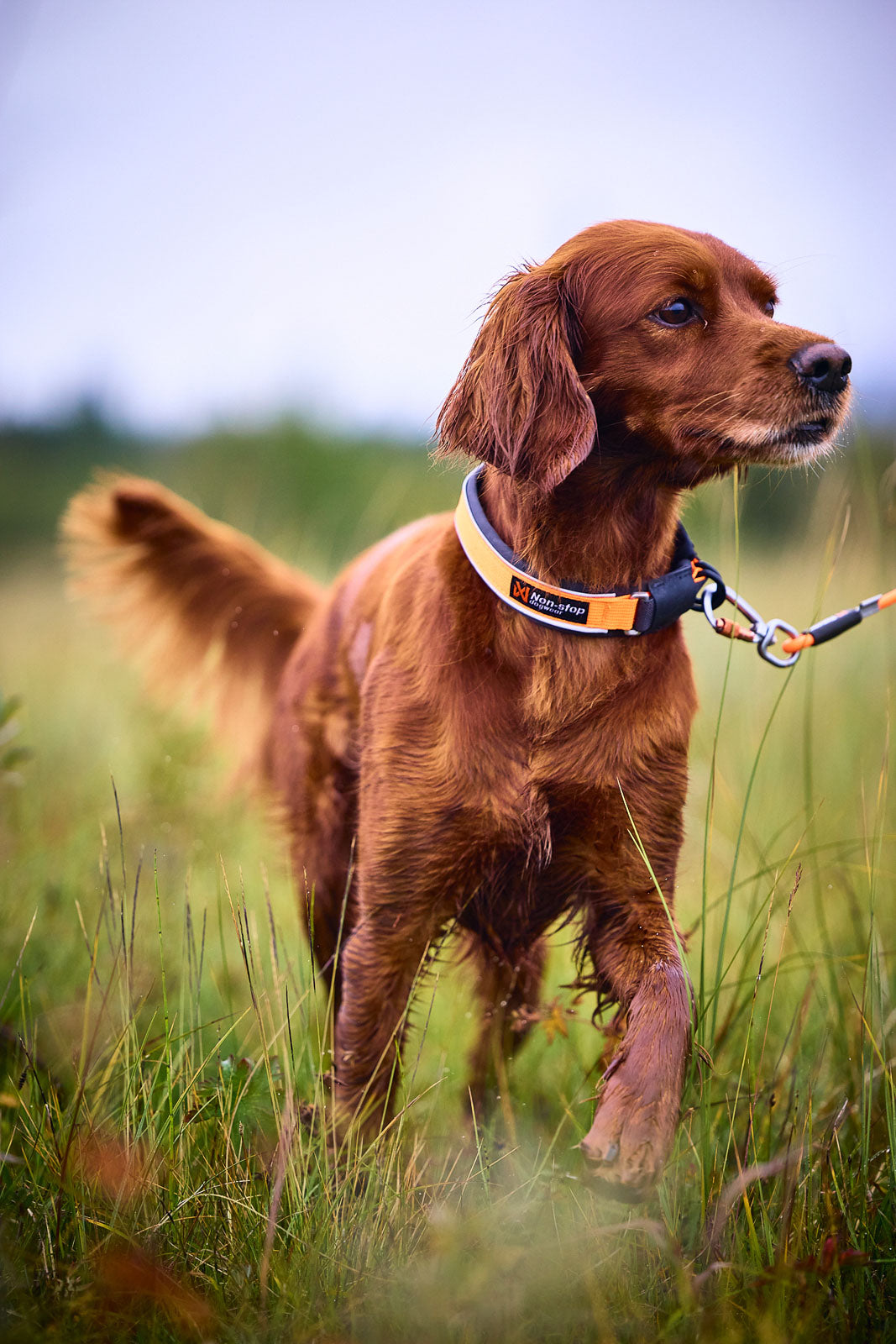 Protector collar - IL COLLARE DA RICERCA