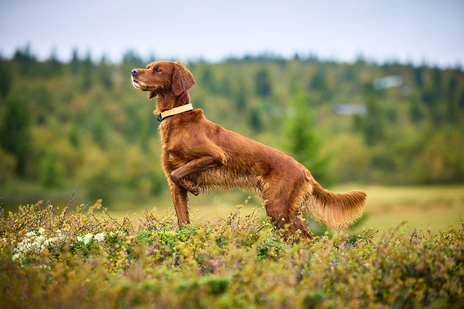 Protector collar - IL COLLARE DA RICERCA