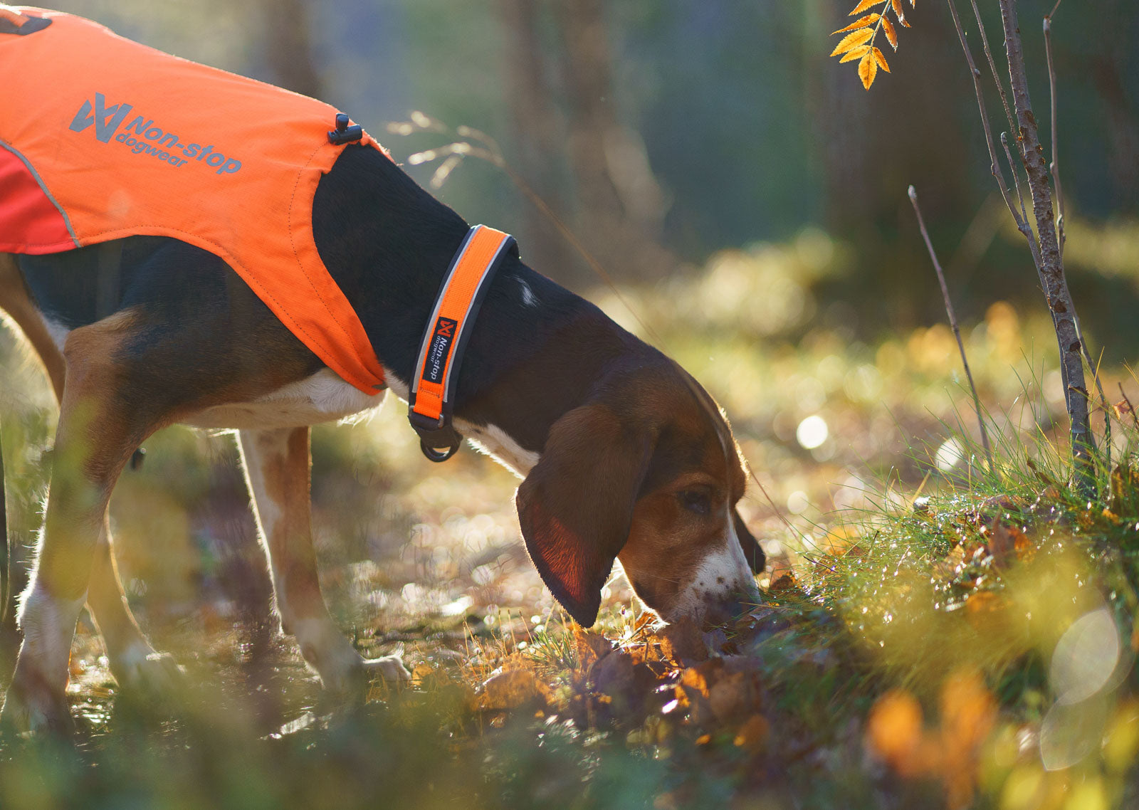 Protector collar - IL COLLARE DA RICERCA