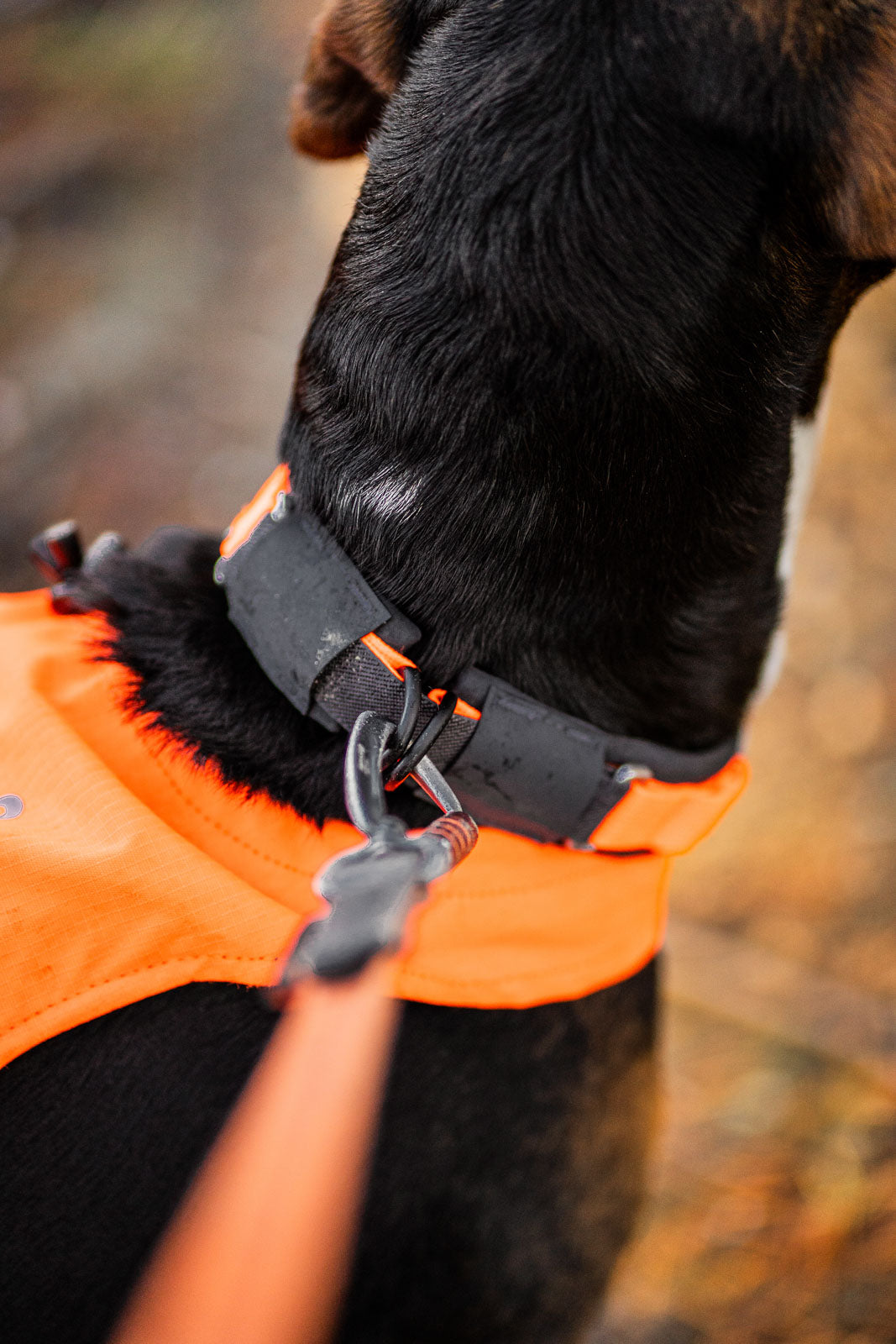 Protector collar - IL COLLARE DA RICERCA