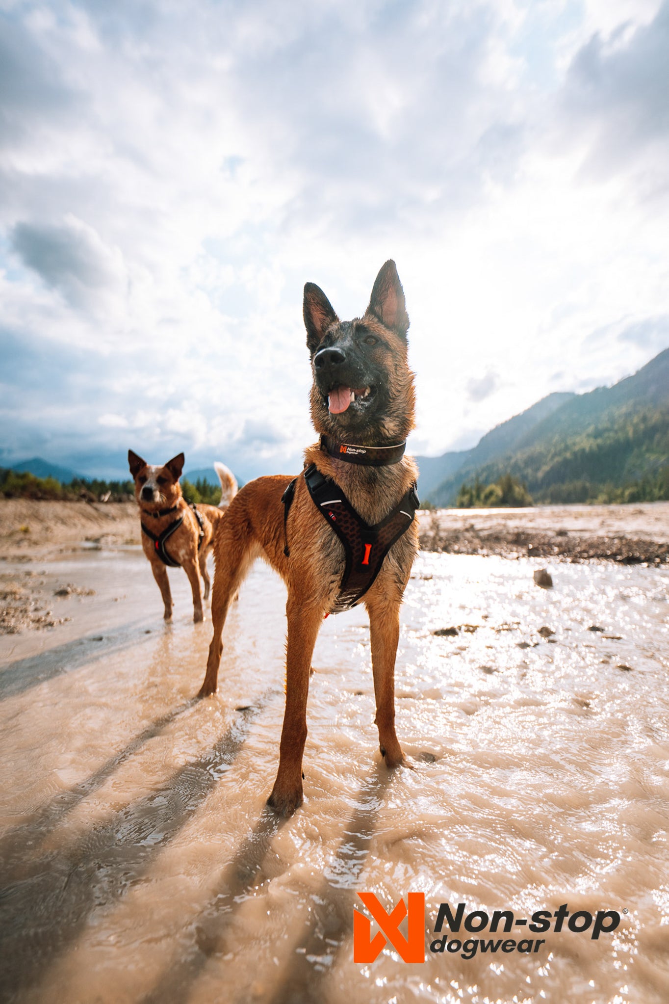 Collare Regolabile Rock – Comfort e resistenza per cani sportivi